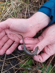 Oligosoma polychroma