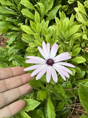 Dimorphotheca ecklonis