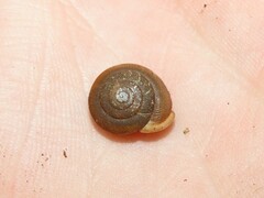 Triodopsis hopetonensis