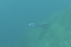 Trachinotus ovatus