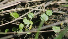 Hydrocotyle