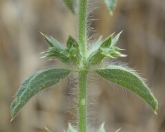 Sideritis romana