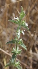Sideritis romana
