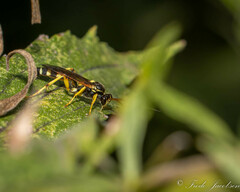 Ichneumon