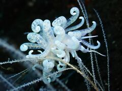 Phyllodesmium iriomotense