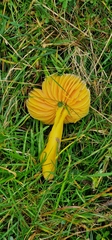 Hygrocybe quieta