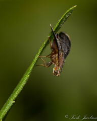 Eutreta noveboracensis