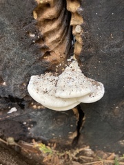 Tyromyces chioneus