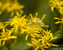 Taylorilygus apicalis