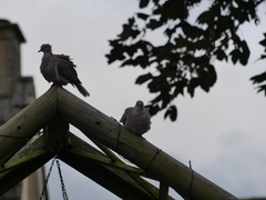Streptopelia decaocto