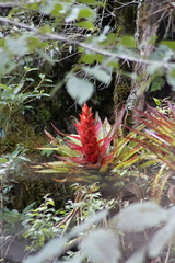 Tillandsia imperialis