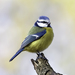 藍山雀 - Photo 由 Mikhail Ezdakov 所上傳的 (c) Mikhail Ezdakov，保留部份權利CC BY-NC