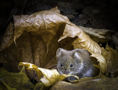 Clethrionomys glareolus