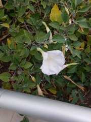 Datura wrightii