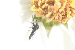 Dilophus
