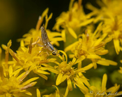Meromyza