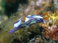 Hypselodoris zephyra