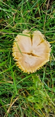 Hygrocybe quieta