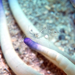 Periclimenes scriptus