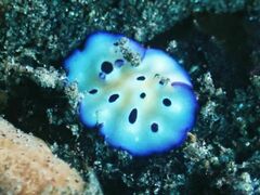 Hypselodoris tryoni