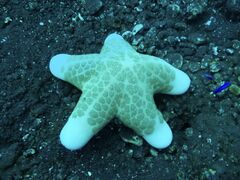 Choriaster granulatus