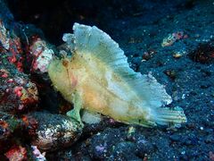 Taenianotus triacanthus