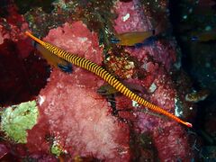 Dunckerocampus pessuliferus