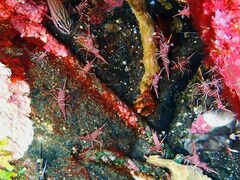 Rhynchocinetes durbanensis