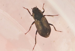 Postelichus