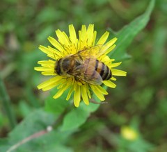 Apis mellifera