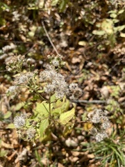 Eupatorieae