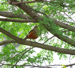 Turdus rufiventris