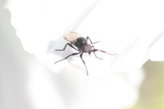 Dilophus