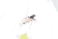 Dilophus