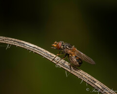 Rhingia nasica