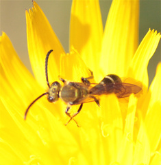 Neocorynura