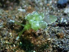 Sacoproteus smaragdinus