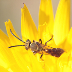 Neocorynura