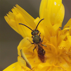 Neocorynura