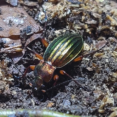 Carabus auronitens