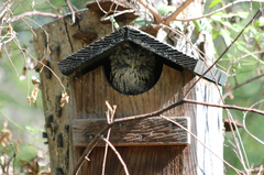 Megascops asio mccallii