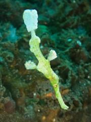 Solenostomus halimeda