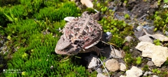 Phrynosoma orbiculare
