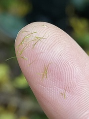 Dicranodontium denudatum