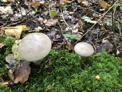 Clitocybe nebularis