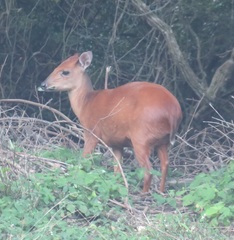 Cephalophorus natalensis natalensis