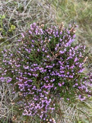 Ericeae