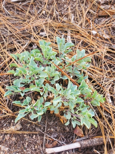 Image of Penstemon caesius by (c) Mitch Van Dyke, some rights reserved (CC BY)