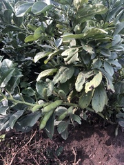 Vicia faba