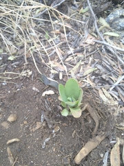 Kalanchoe rotundifolia